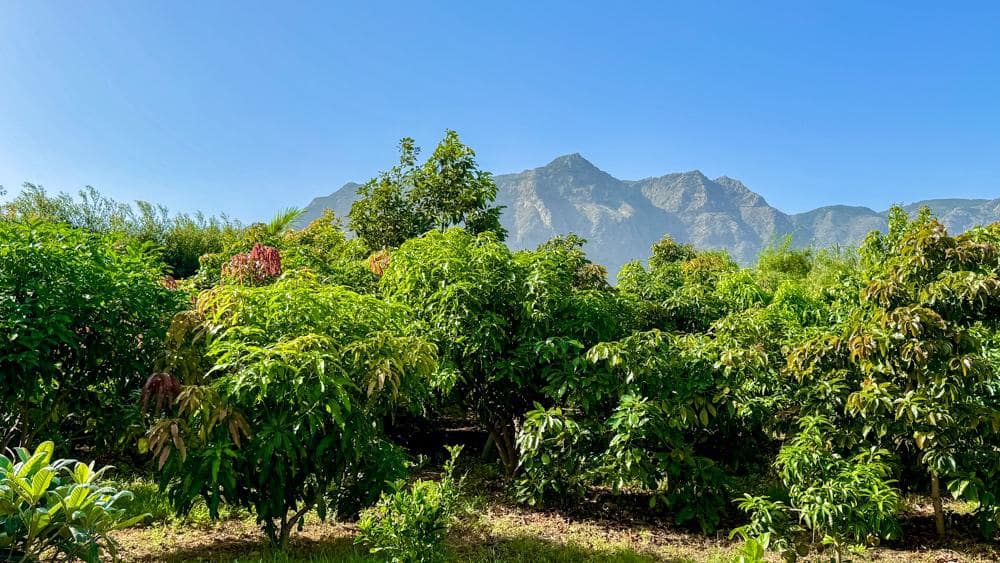 Finca/Country House for sale in Buenavista del Norte - € 890,000 (Ref: 9337037)