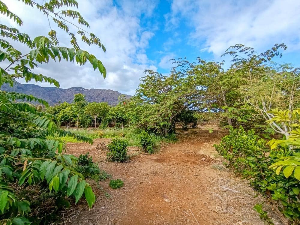 Finca/Country House for sale in Buenavista del Norte - € 890,000 (Ref: 9337037)