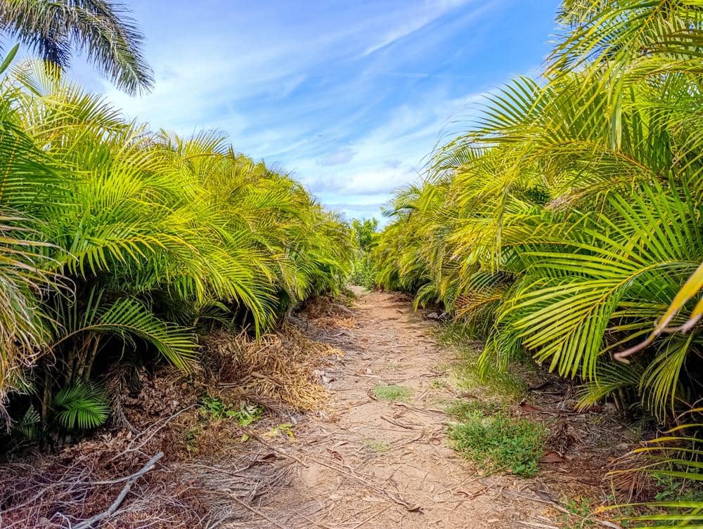 Finca/Country House for sale in Buenavista del Norte - € 890,000 (Ref: 9337037)