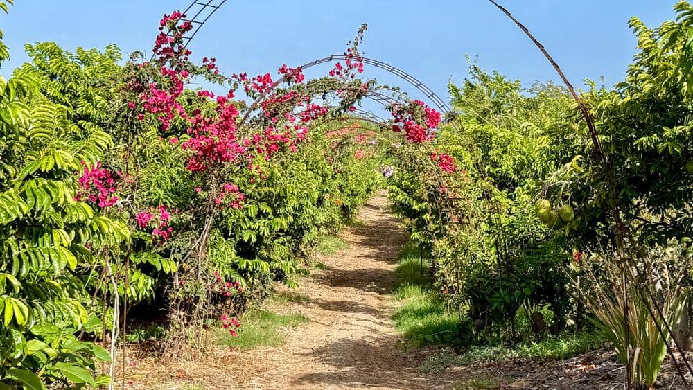 Finca/Country House for sale in Buenavista del Norte - € 890,000 (Ref: 9337037)