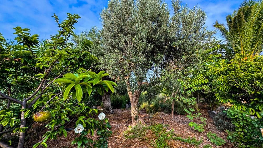 Finca/Country House for sale in Buenavista del Norte - € 890,000 (Ref: 9337037)