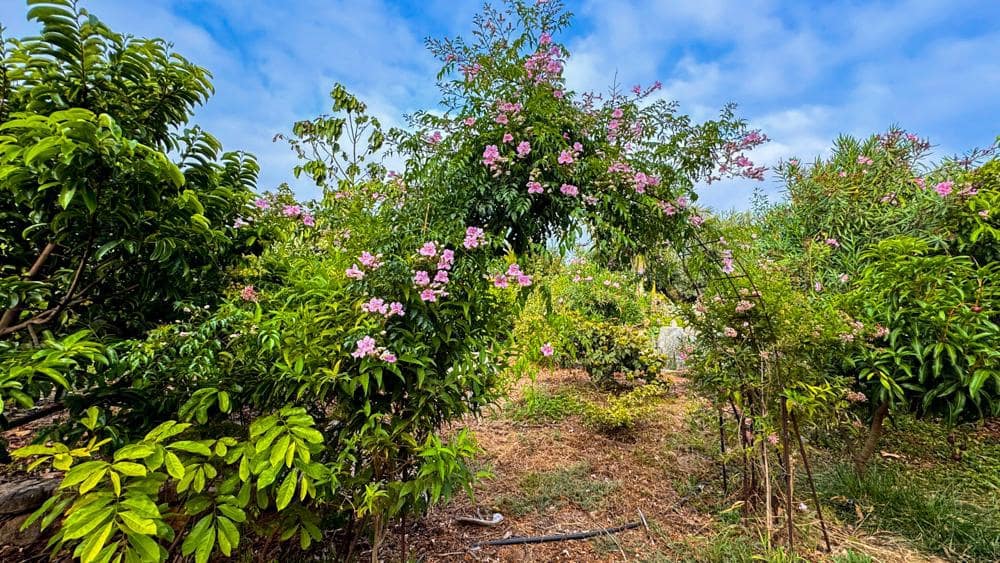 Finca/Country House for sale in Buenavista del Norte - € 890,000 (Ref: 9337037)