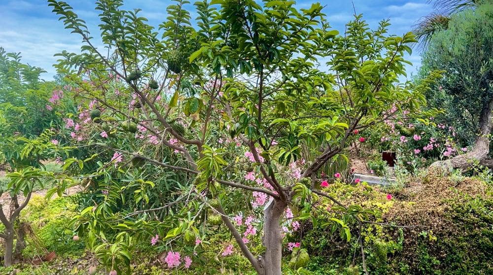 Finca/Country House for sale in Buenavista del Norte - € 890,000 (Ref: 9337037)