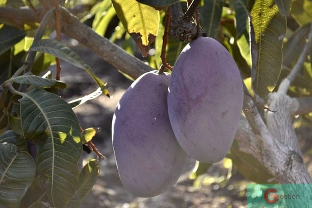 5 sypialnia Finka/Dom wiejski na sprzedaż w Salobreña z garażem - 300 000 € (Ref: 9119652)