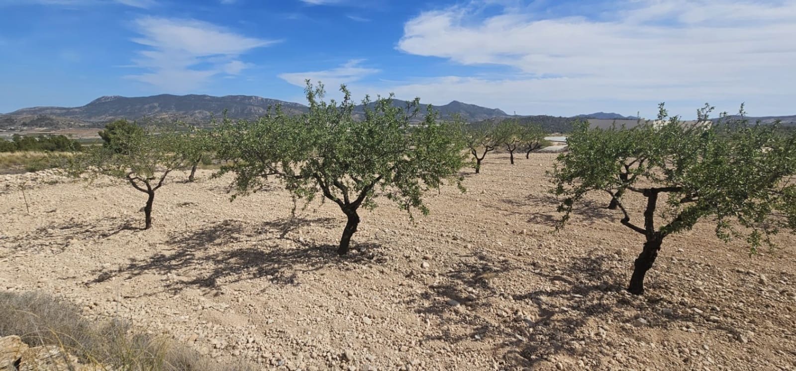 Grond te koop in La Canalosa - € 18.000 (Ref: 9484562)