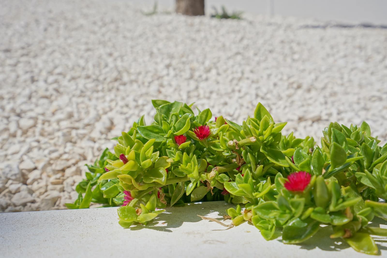 4 slaapkamer Villa te koop in Moraira met garage - € 1.585.000 (Ref: 9484640)