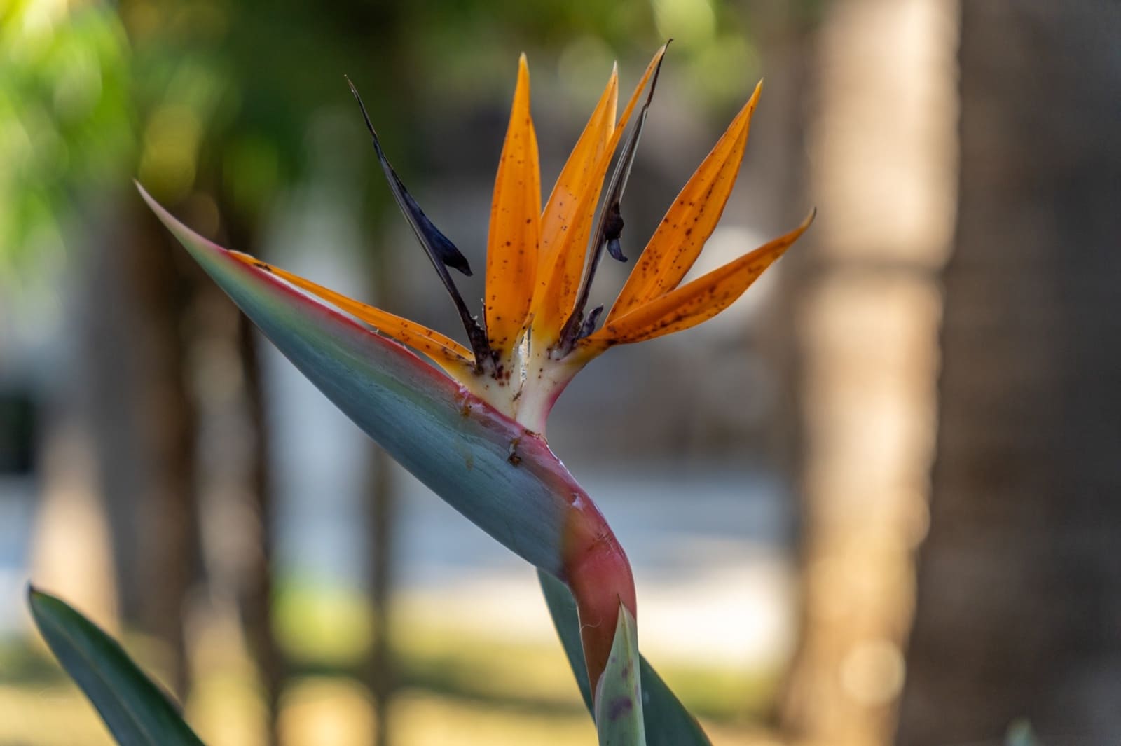 5 slaapkamer Villa te koop in Denia met garage - € 1.550.000 (Ref: 9516357)