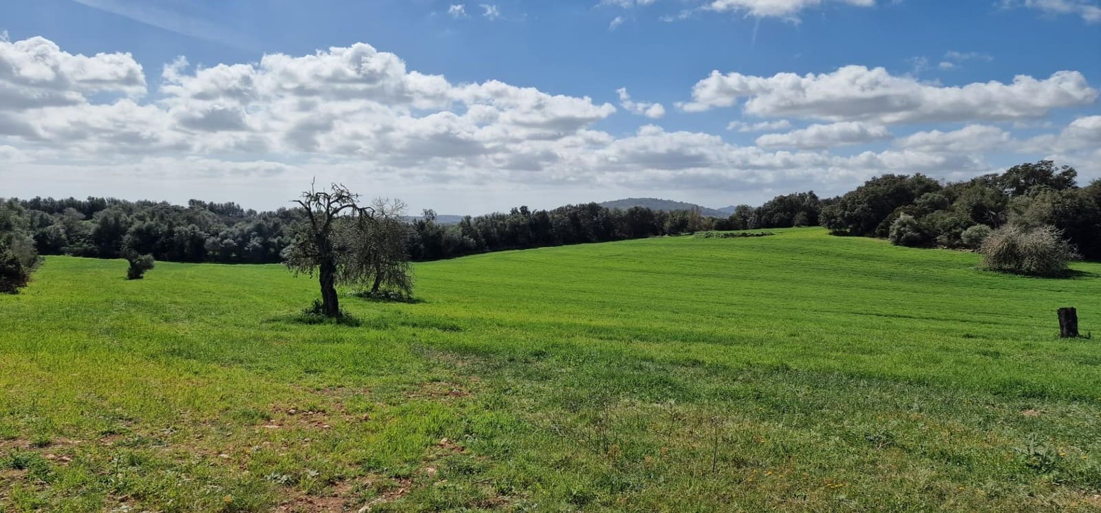 3 soveværelse Finca/Landehus til salg i Manacor - € 950.000 (Ref: 7507086)