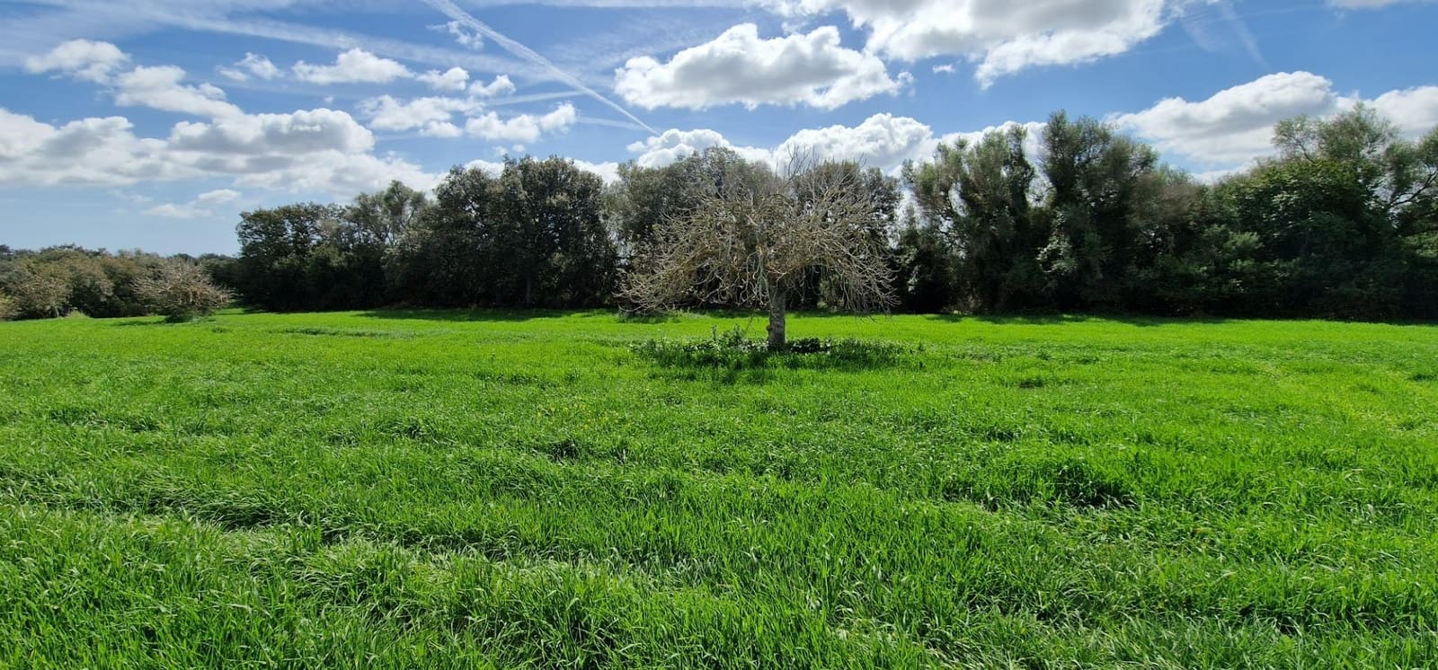 3 soveværelse Finca/Landehus til salg i Manacor - € 950.000 (Ref: 7507086)