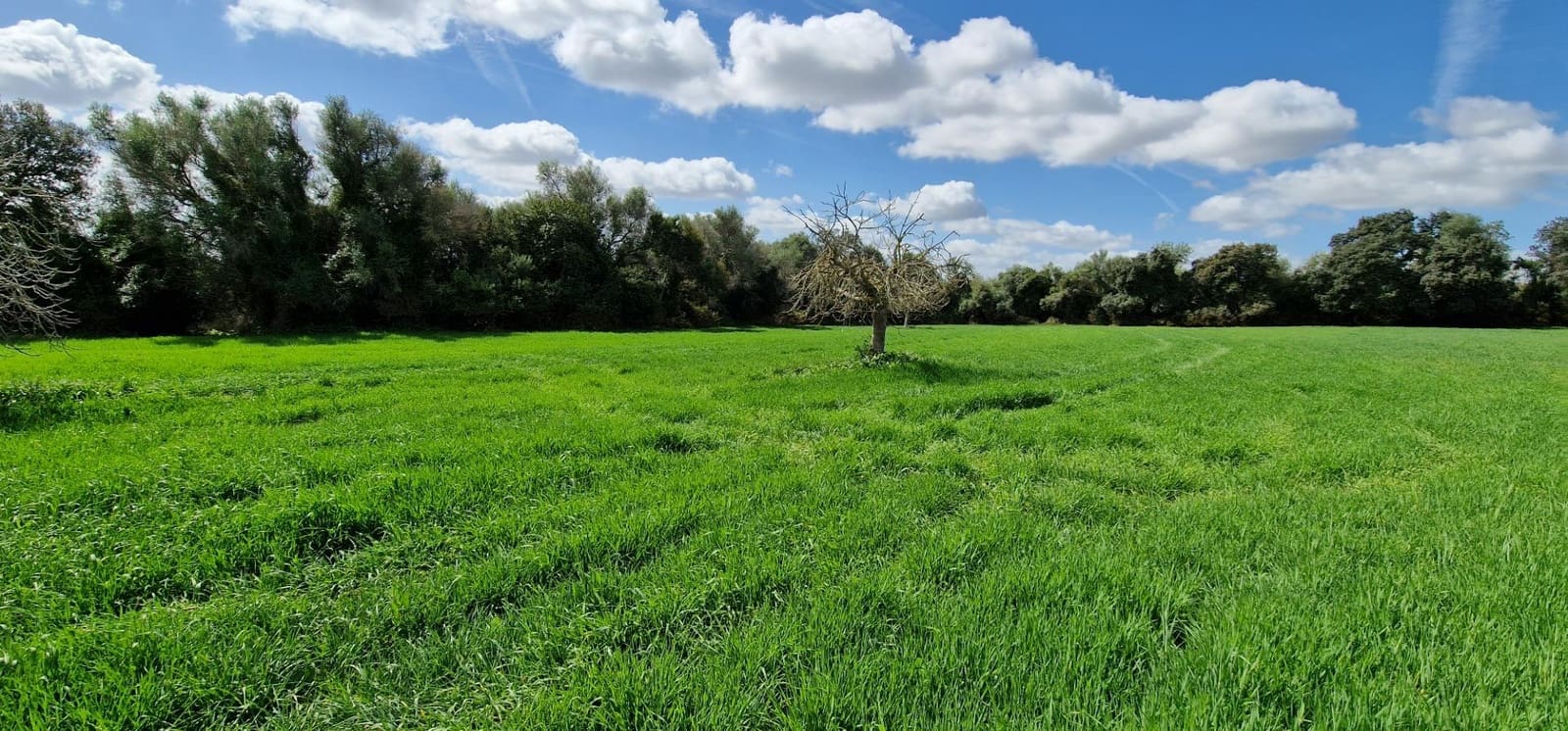 3 soveværelse Finca/Landehus til salg i Manacor - € 950.000 (Ref: 7507086)