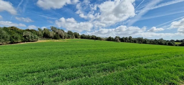 3 bedroom Finca/Country House for sale in Manacor - € 950,000 (Ref: 7507086)