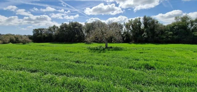 3 bedroom Finca/Country House for sale in Manacor - € 950,000 (Ref: 7507086)