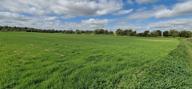 Building Plot for sale in Manacor - € 154,000 (Ref: 7507088)