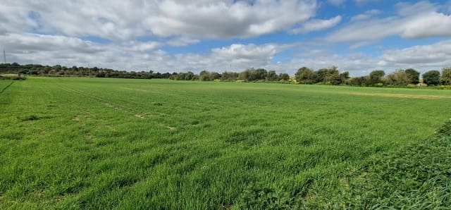 Building Plot for sale in Manacor - € 154,000 (Ref: 7507088)