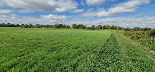 Building Plot for sale in Manacor - € 154,000 (Ref: 7507088)