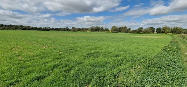 Building Plot for sale in Manacor - € 154,000 (Ref: 7507088)