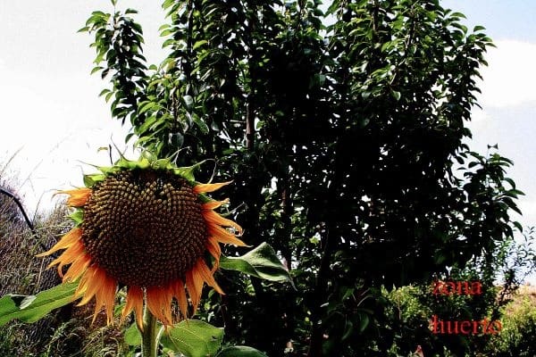 3 sovrum Finca/Hus på landet till salu i Gea y Truyols med pool garage - 590 000 € (Ref: 9438557)