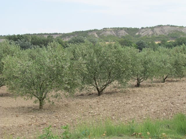 Bauplatz zu verkaufen in Lerín - 16.000 € (Ref: 8968073)
