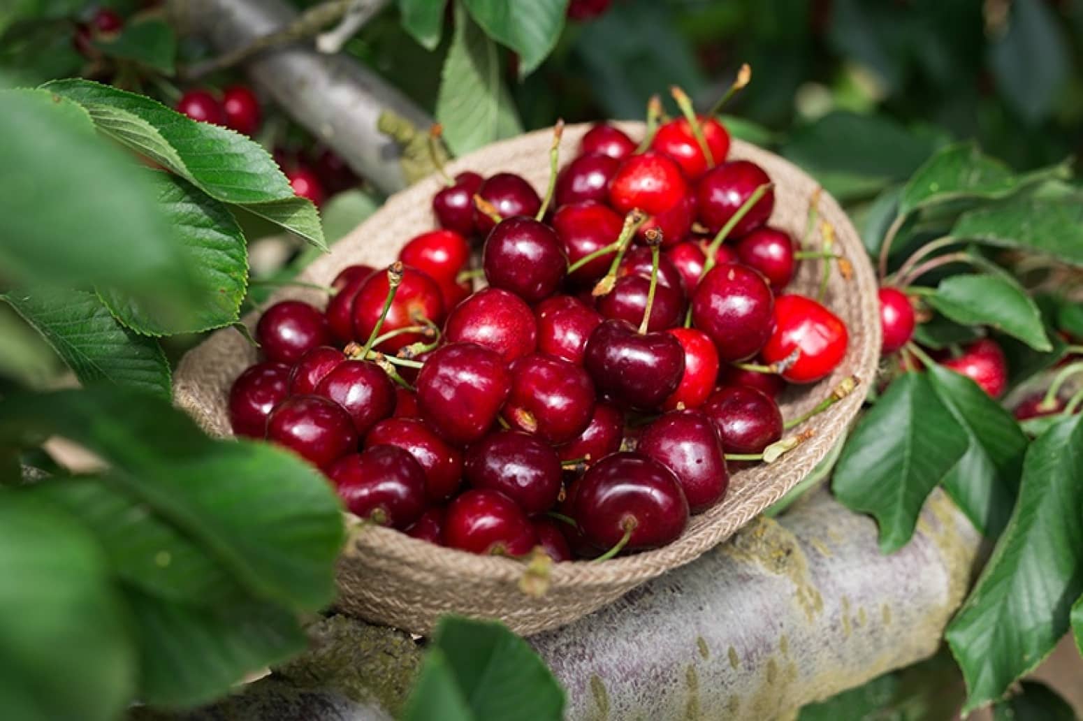 Building Plot for sale in Etxauri - € 18,000 (Ref: 9449397)