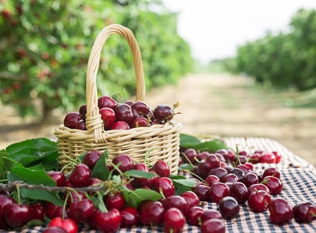 Byggetomt til salgs i Etxauri - € 18 000 (Ref: 9449397)