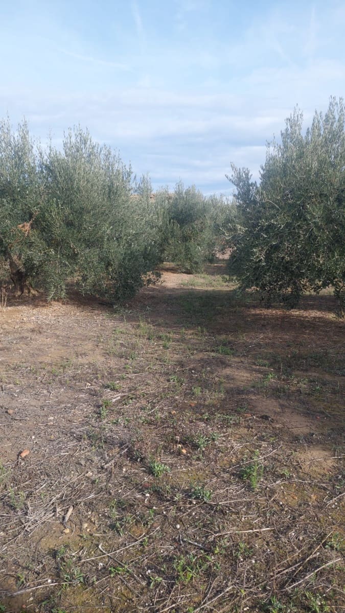 Building Plot for sale in Cintruenigo - € 92,000 (Ref: 9488226)