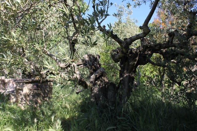 Bouwgrond te koop in Tafalla - € 60.000 (Ref: 9972950)