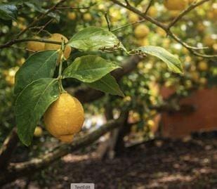 3 sypialnia Willa na sprzedaż w Coin z basenem garażem - 570 000 € (Ref: 9695472)