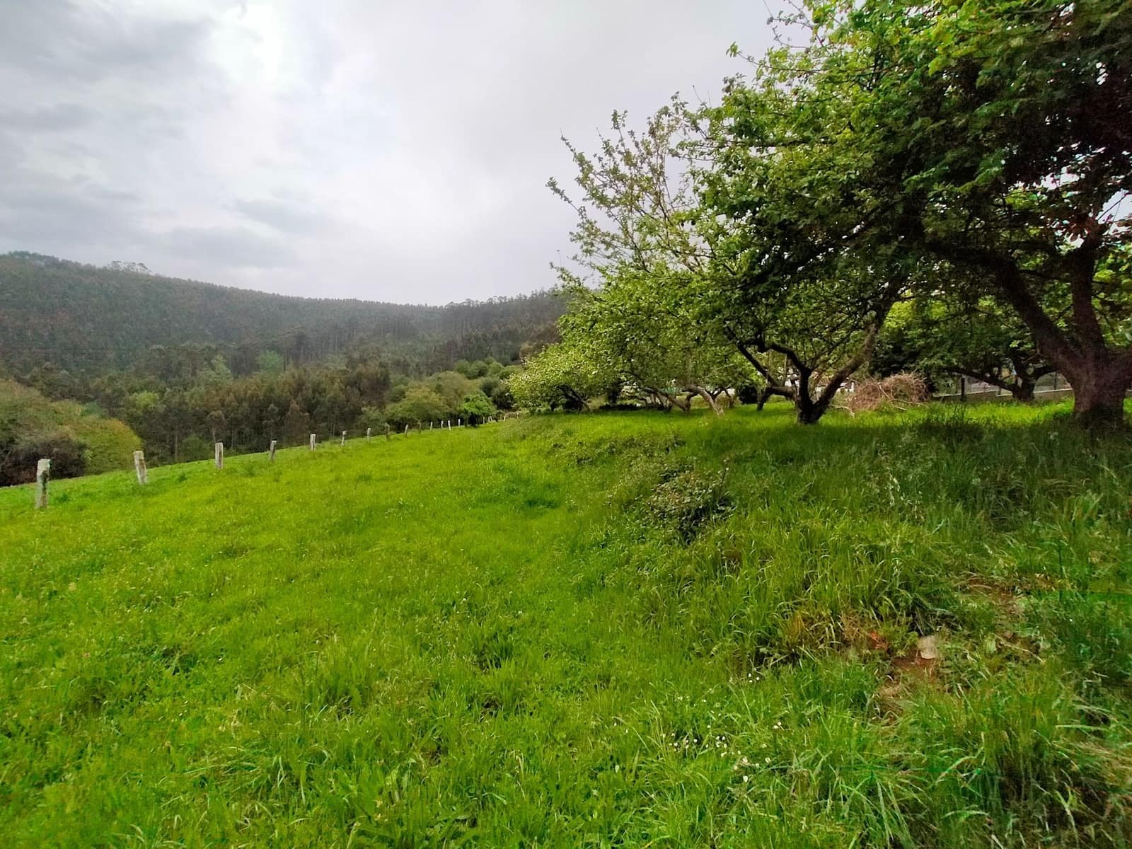 Teren niezagospodarowany na sprzedaż w Pravia - 45 000 € (Ref: 9815594)