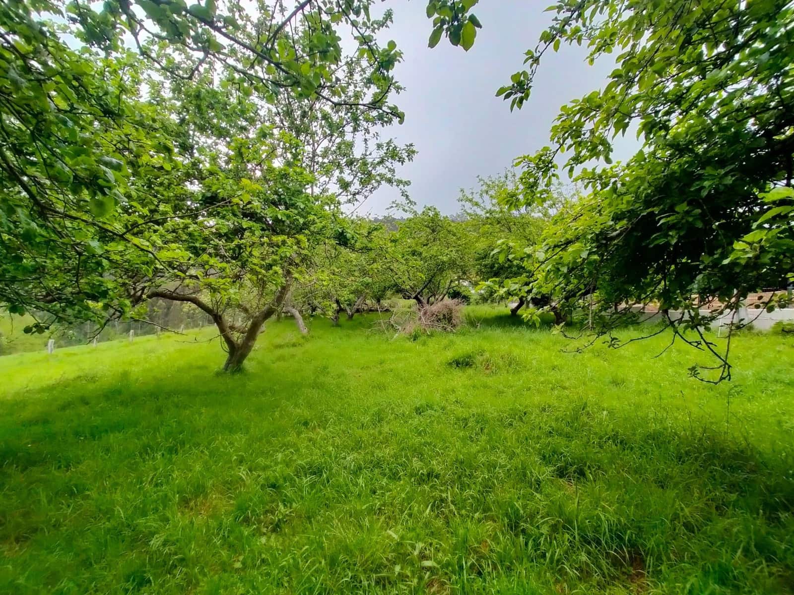 Teren niezagospodarowany na sprzedaż w Pravia - 45 000 € (Ref: 9815594)