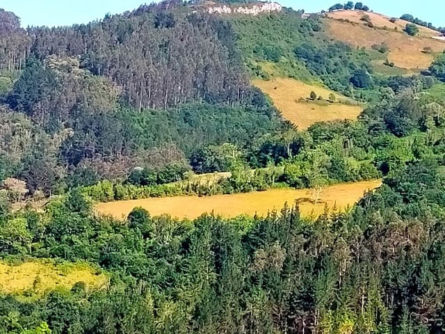 Terre non Aménagée à vendre à Candamo - 56 000 € (Ref: 9945126)