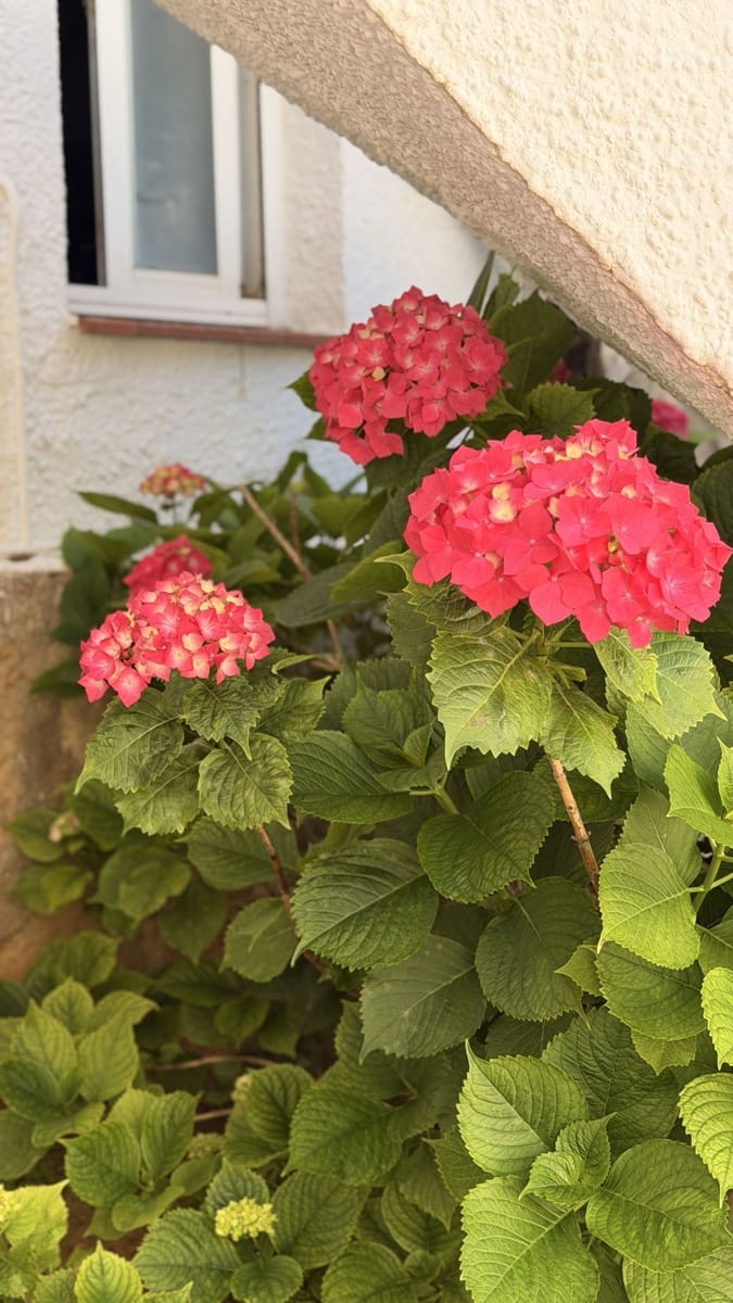 4 soverom Villa til salgs i Benidoleig med svømmebasseng garasje - € 650 000 (Ref: 9850916)
