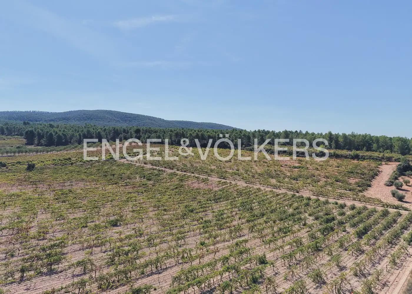 Terre non Aménagée à vendre à Utiel - 239 900 € (Ref: 10113474)