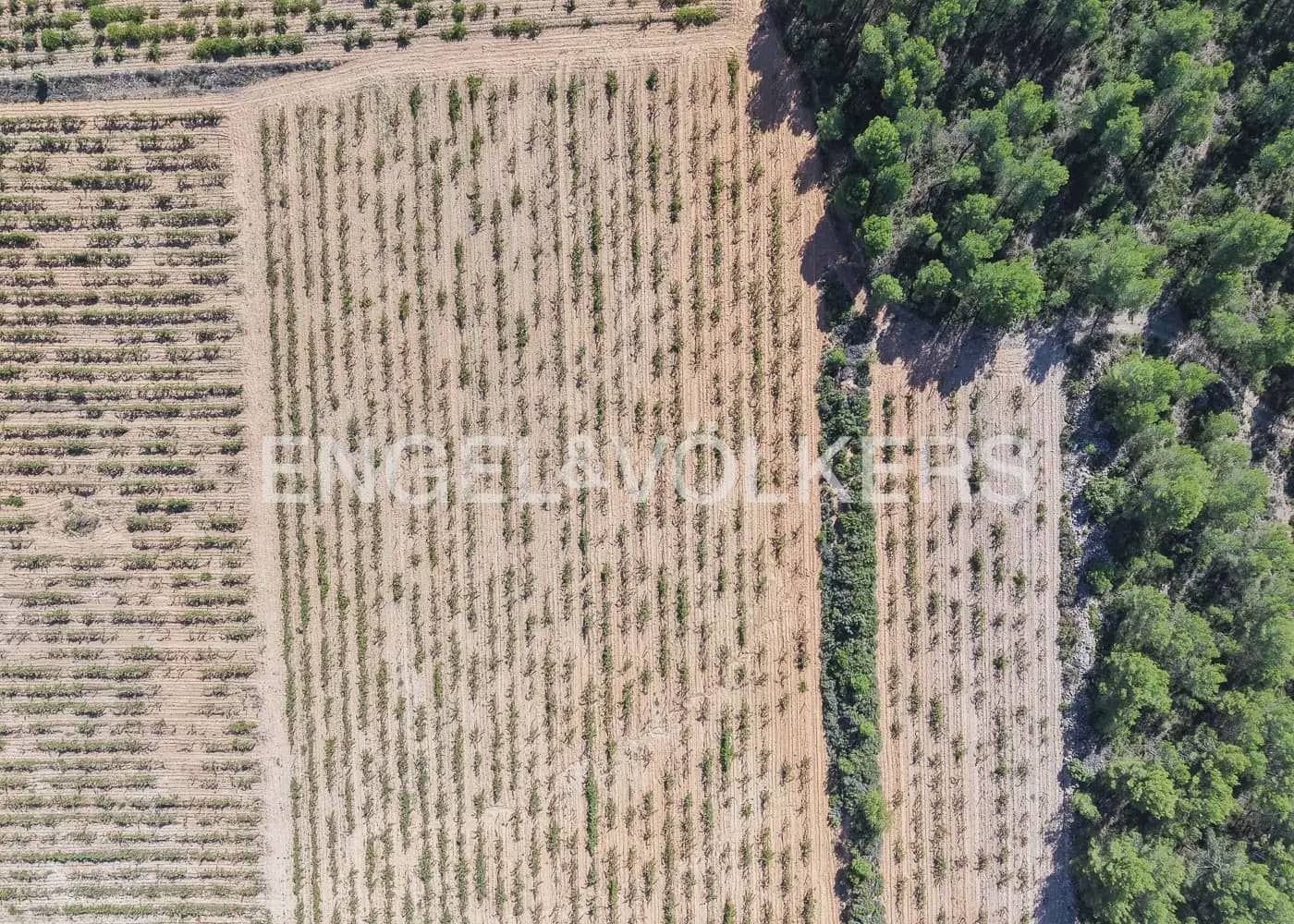 Terre non Aménagée à vendre à Utiel - 239 900 € (Ref: 10113474)