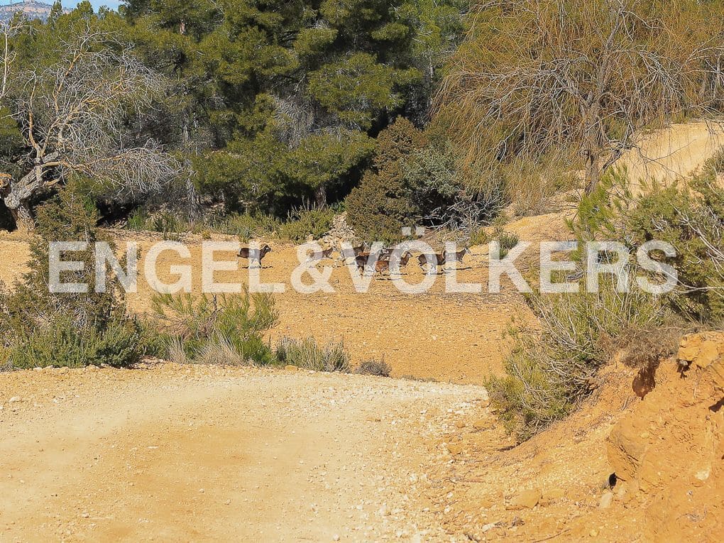 10 bedroom Finca/Country House for sale in Ayora with pool - € 3,900,000 (Ref: 8235132)