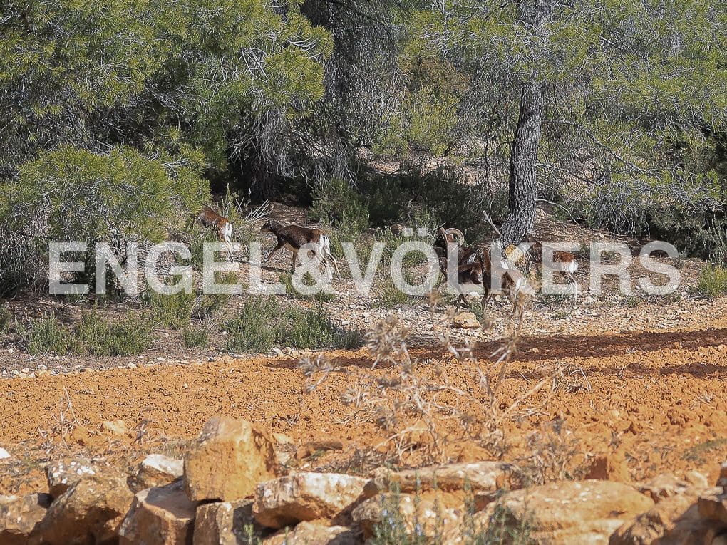 10 bedroom Finca/Country House for sale in Ayora with pool - € 3,900,000 (Ref: 8235132)