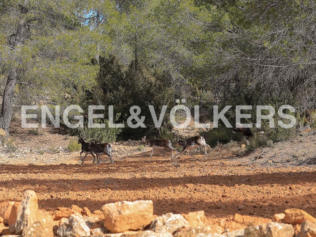 10 bedroom Finca/Country House for sale in Ayora with pool - € 3,900,000 (Ref: 8235132)