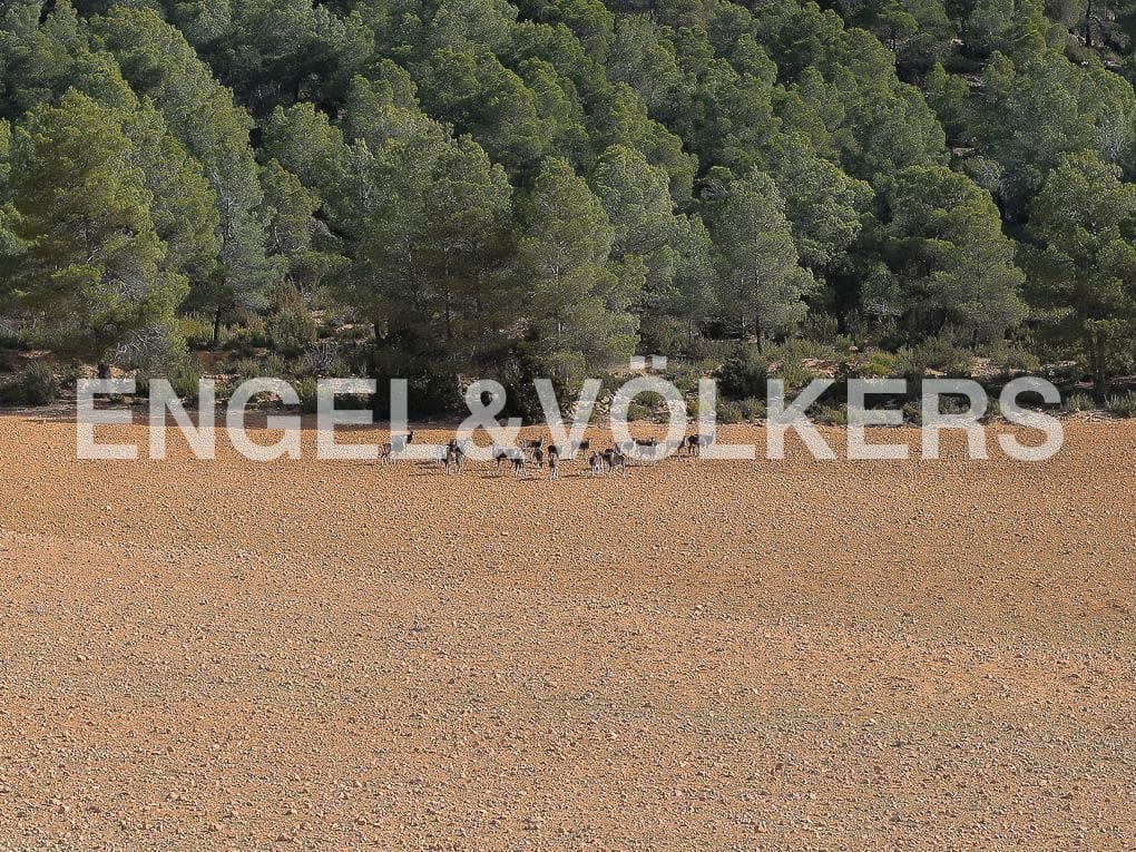 10 bedroom Finca/Country House for sale in Ayora with pool - € 3,900,000 (Ref: 8235132)