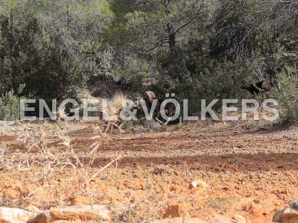 10 bedroom Finca/Country House for sale in Ayora with pool - € 3,900,000 (Ref: 8235132)