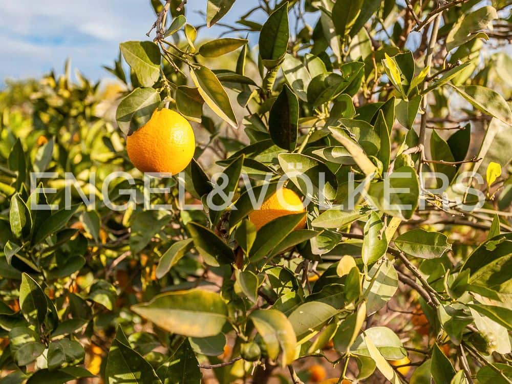 Bouwgrond te koop in Lliria - € 179.900 (Ref: 8235261)