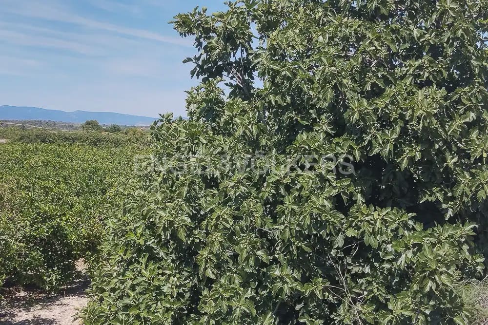 Działka budowlana na sprzedaż w Lliria - 89 900 € (Ref: 9897599)