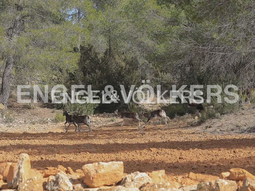 Finca/Casa Rural de 4 habitaciones en Ayora en venta con piscina - 4.800.000 € (Ref: 9965594)