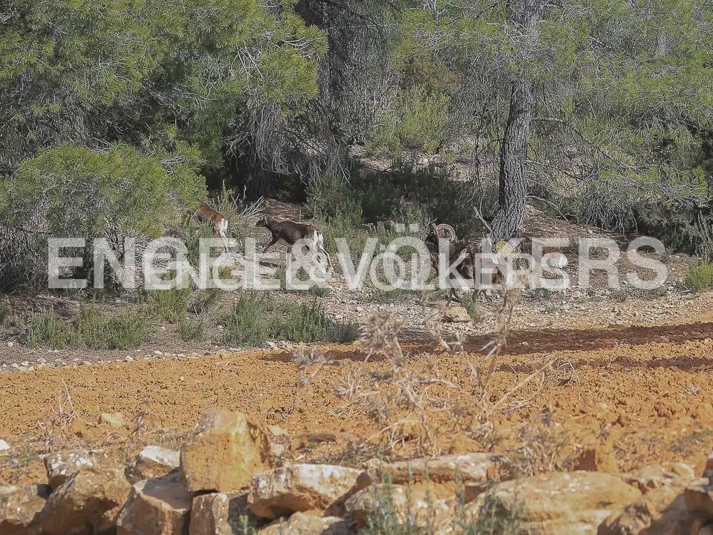 Finca/Casa Rural de 4 habitaciones en Ayora en venta con piscina - 4.800.000 € (Ref: 9965594)