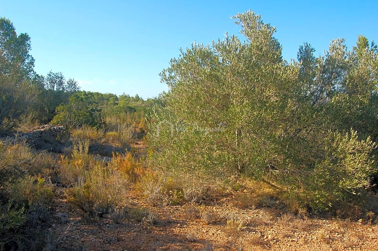 Grunde uden byggetilladelser til salg i El Perello - € 45.000 (Ref: 4985167)