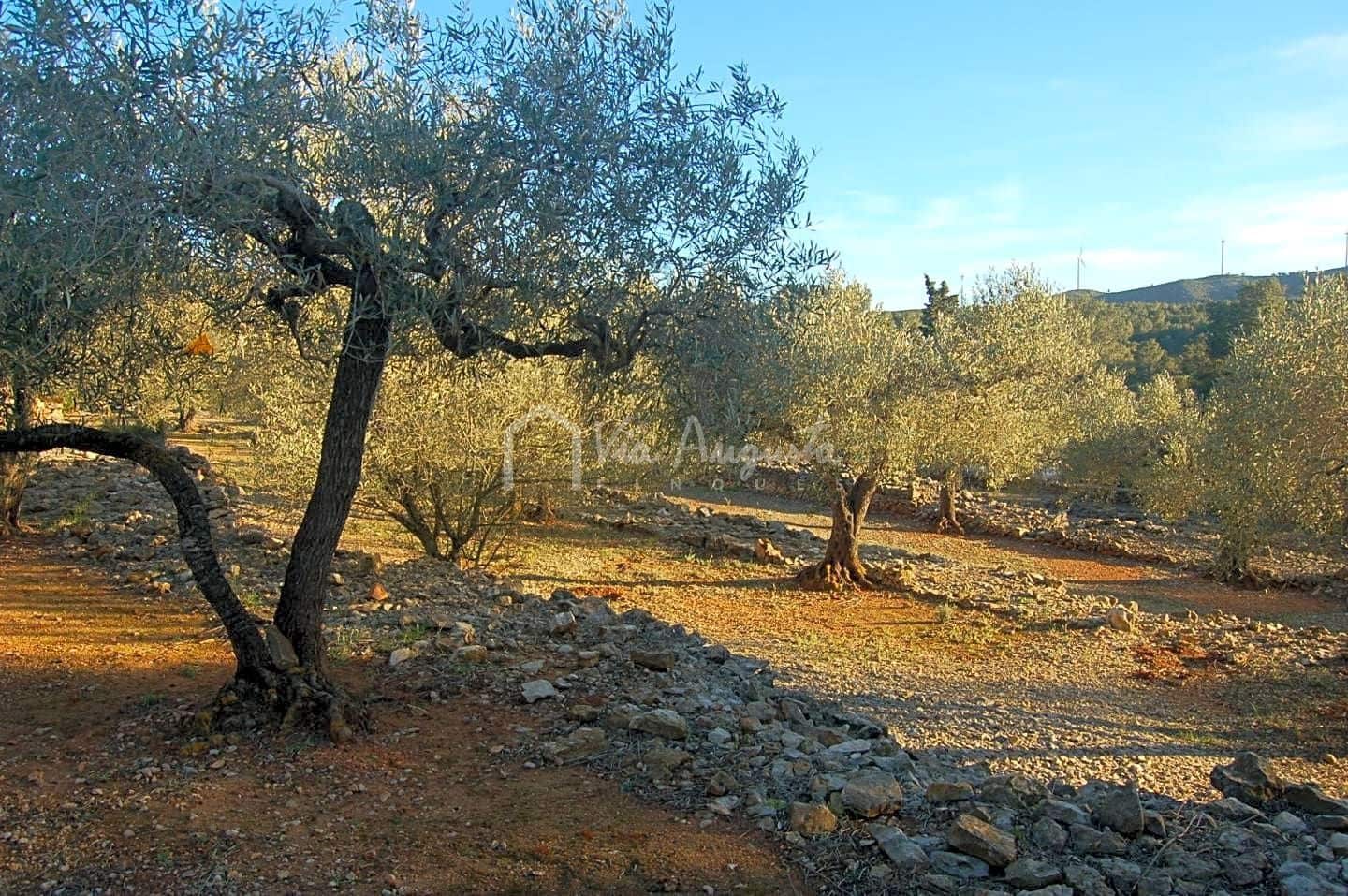 Mark till salu i El Perello - 17 000 € (Ref: 4985230)