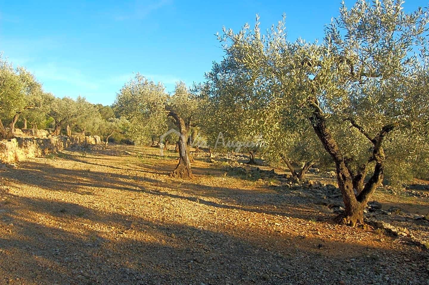 Mark till salu i El Perello - 17 000 € (Ref: 4985230)