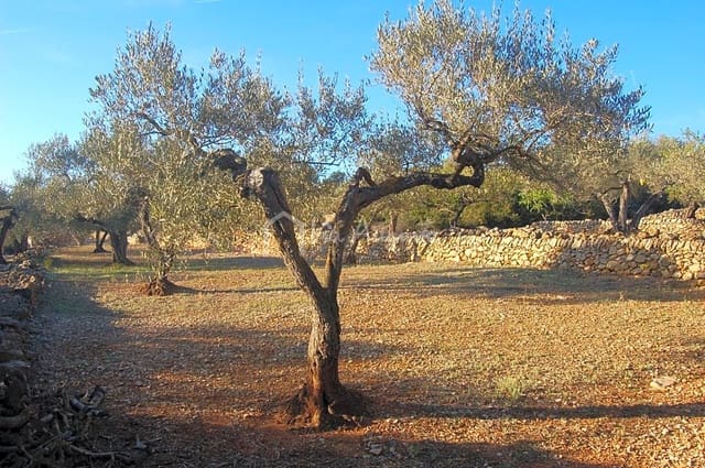 Terre non Aménagée à vendre à El Perelló - 17 000 € (Ref: 4985230)