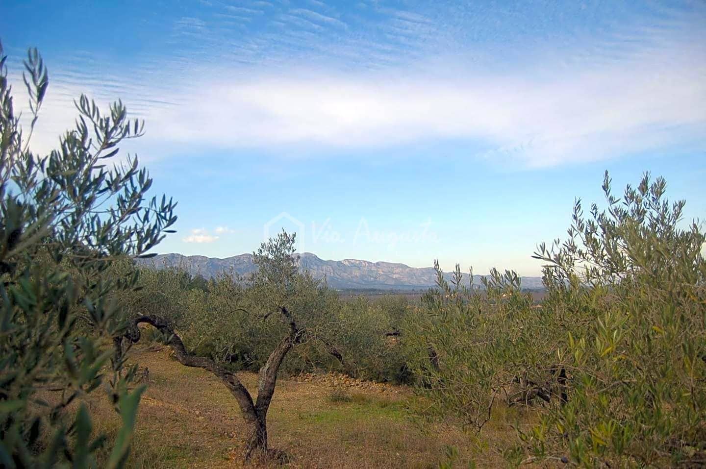 Teren niezagospodarowany na sprzedaż w El Perello - 47 000 € (Ref: 4985330)
