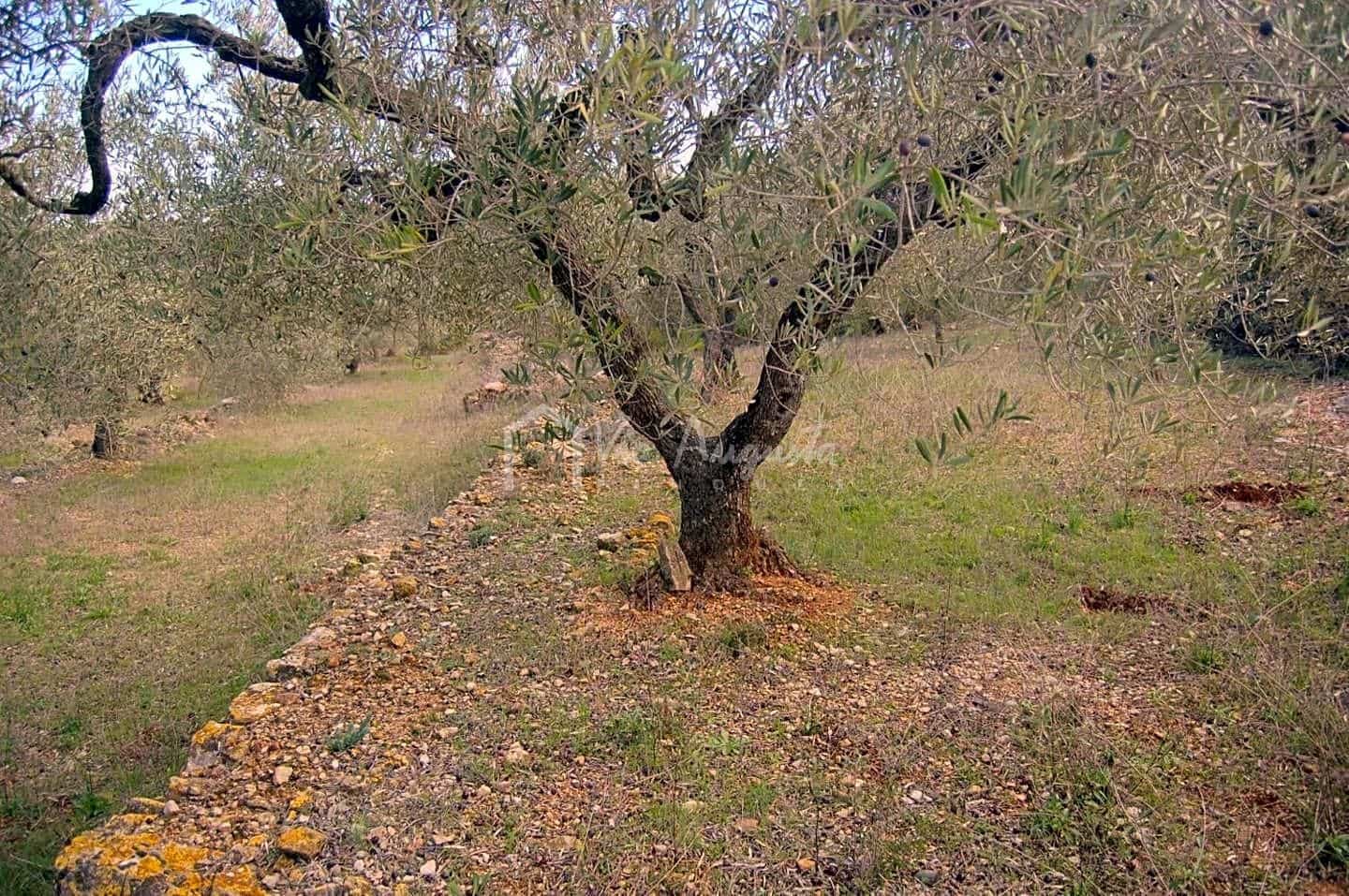 Teren niezagospodarowany na sprzedaż w El Perello - 47 000 € (Ref: 4985330)