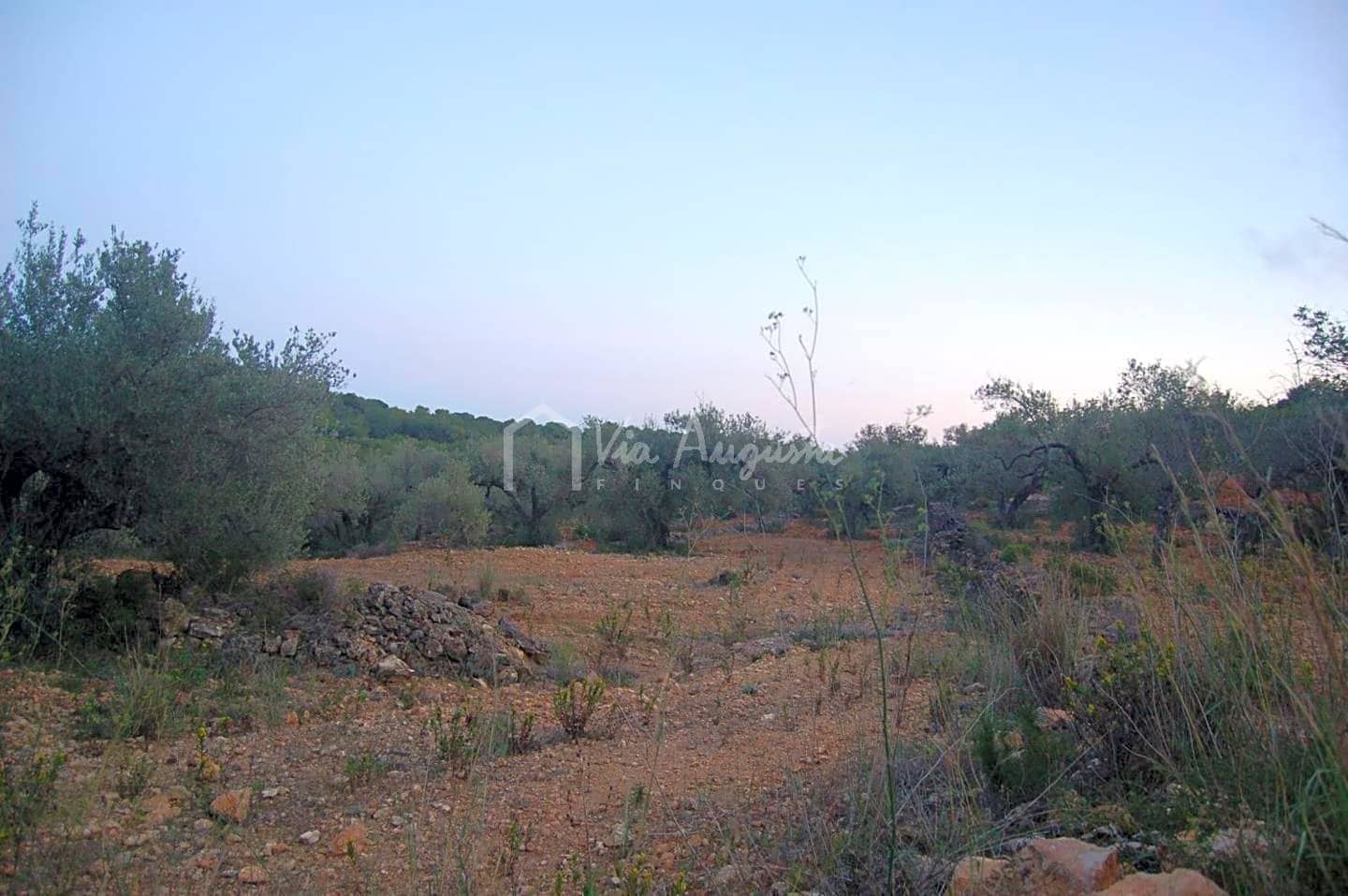 Teren niezagospodarowany na sprzedaż w El Perello - 44 000 € (Ref: 4985339)