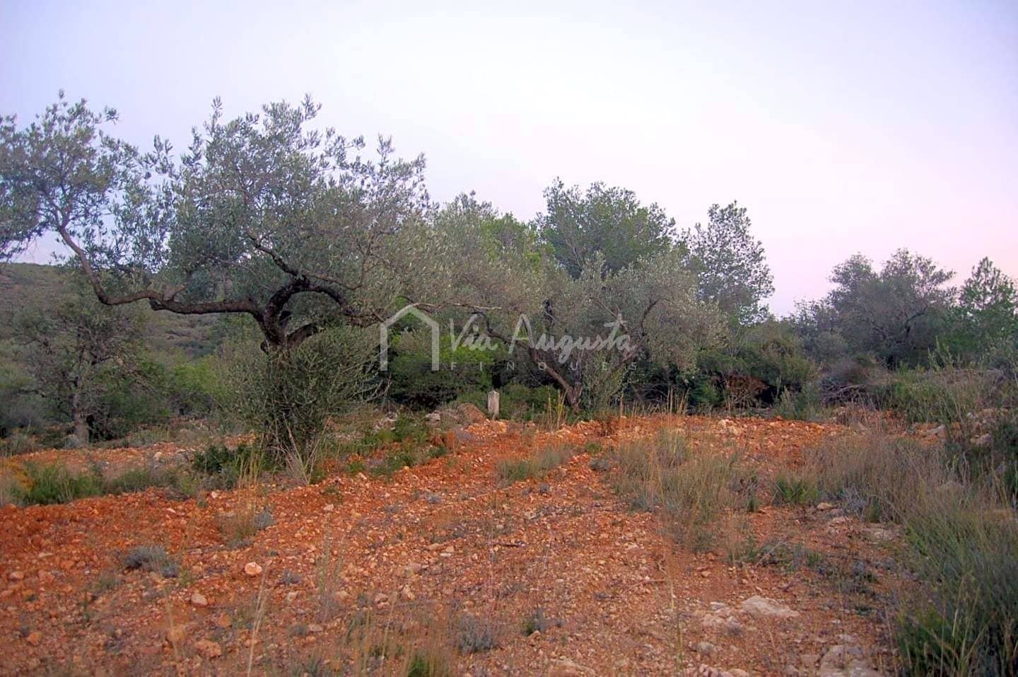 Teren niezagospodarowany na sprzedaż w El Perello - 44 000 € (Ref: 4985339)